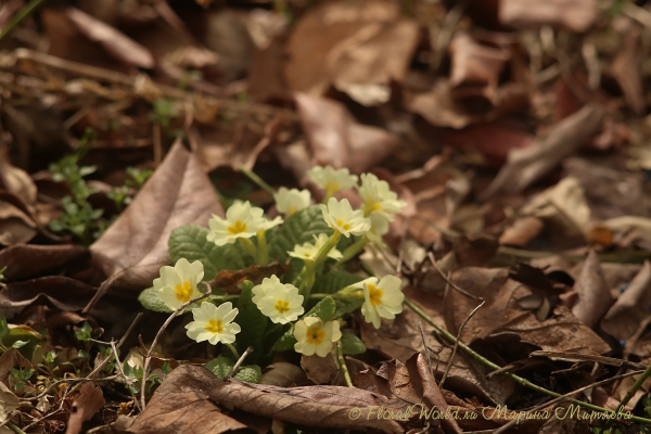 Примула обыкновенная подвид  Primula vulgaris subsp. vulgaris 
Ключевые слова: Примула желтая подвид Primula vulgaris subsp. vulgaris