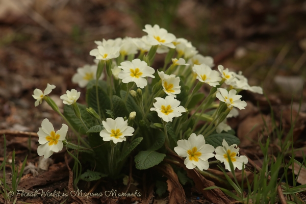 Примула обыкновенная Primula vulgaris
Ключевые слова: Примула обыкновенная Primula vulgaris