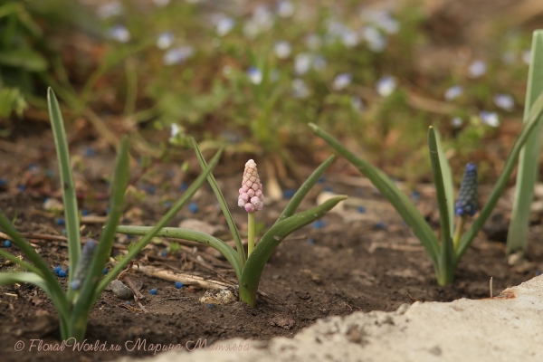 Мускари армянский (Muscari armeniacum)
Ключевые слова: muscari armeniacum мускари армянский