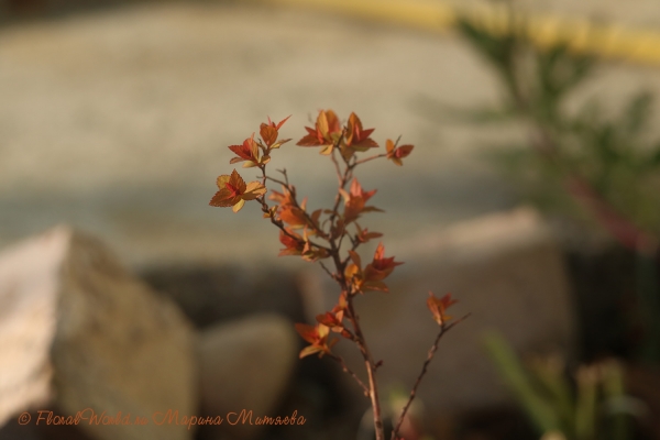 Возможно, Spiraea japonica 'Goldflame'
Ключевые слова: Spiraea japonica Goldflame