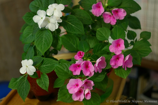 Impatiens waleriana hybr
Розовый и белый
Ключевые слова: Impatiens waleriana hybr