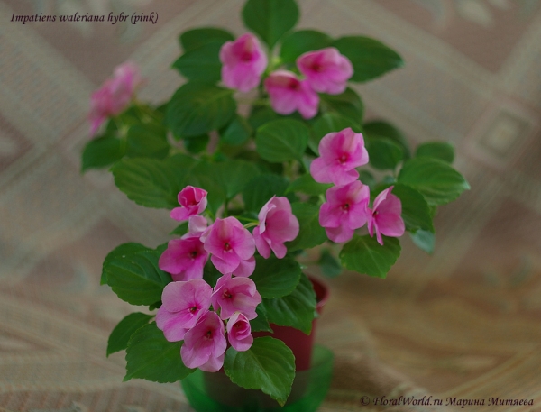  Impatiens waleriana hybr розовый
Ключевые слова:  Impatiens waleriana hybr