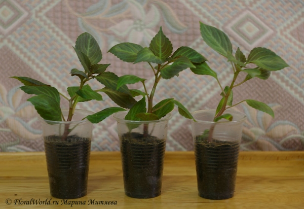 Impatiens waleriana
Ключевые слова: Impatiens waleriana