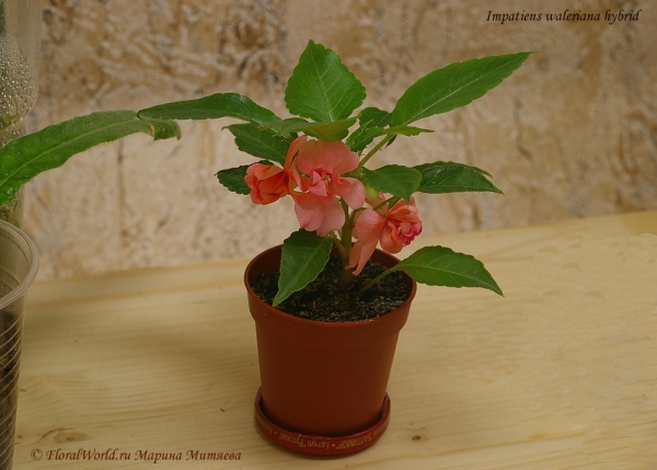 Бальзамин (огонек)
Ключевые слова: Impatiens waleriana hybrid pink