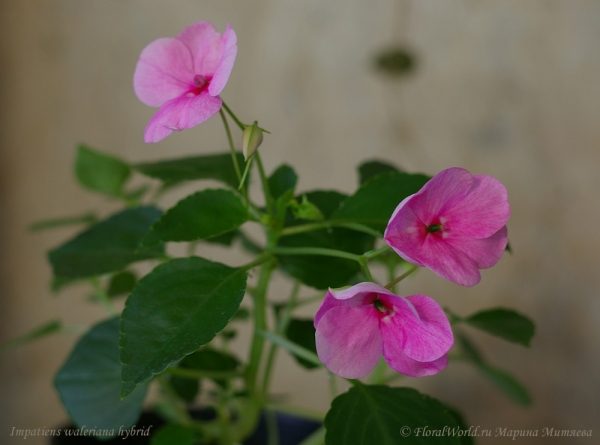 гибридный Бальзамин Валлера (Impatiens waleriana)
Ключевые слова: гибридный Бальзамин Валлера Impatiens waleriana фото