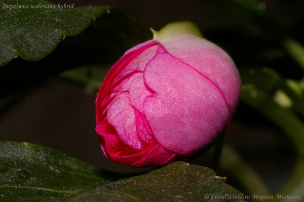 Бальзамин с маровыми бело-розовыми  цветками
Ключевые слова: Бальзамин с маровыми бело-розовый цветы фото