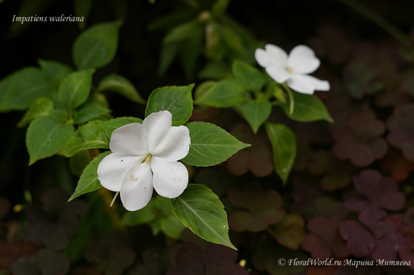 Impatiens waleriana white
Ключевые слова: Impatiens waleriana white