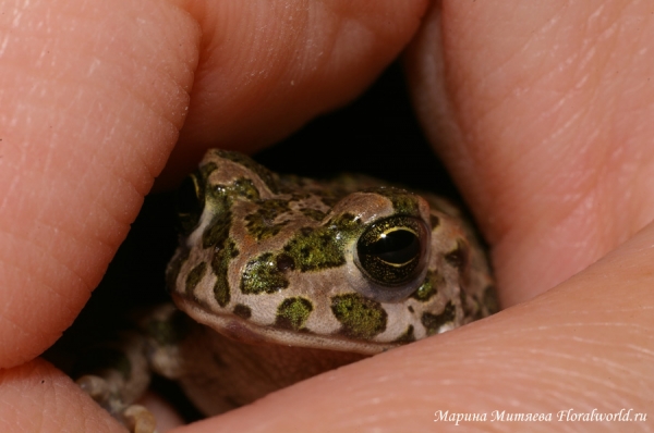 Зеленая жабка (Bufo viridis)
Как в норке.
Ключевые слова: Зеленая жабка bufo viridis