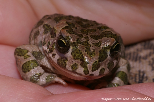 Зеленая жабка (Bufo viridis)
вот такой маленький малыш.
Ключевые слова: Зеленая жабка bufo viridis