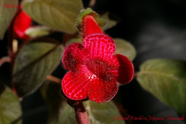 Kohleria sp
Ключевые слова: Kohleria sp