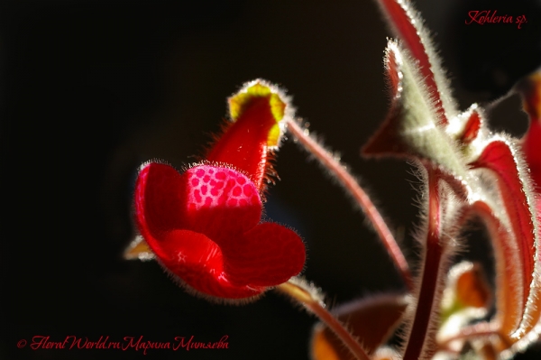 Kohleria sp
Ключевые слова: Kohleria sp