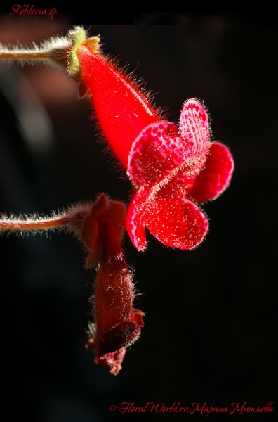 Kohleria sp
Ключевые слова: Kohleria sp