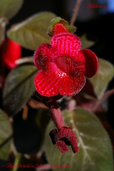 Kohleria sp
Ключевые слова: Kohleria sp