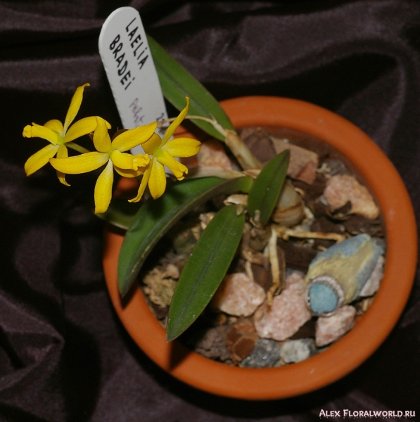 Laelia bradei
Коллекционер Аленкин Виталий 
Ключевые слова: Laelia bradei