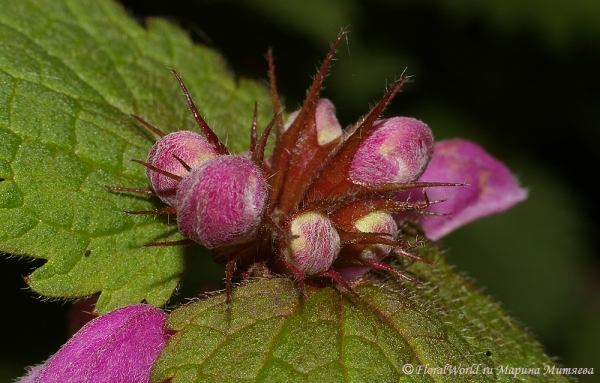 Яснотка пятнистая (Lamium maculatum)
Ключевые слова: Яснотка пятнистая Lamium maculatum фото