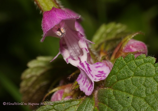 Яснотка пятнистая (Lamium maculatum)
Ключевые слова: Яснотка пятнистая Lamium maculatum фото