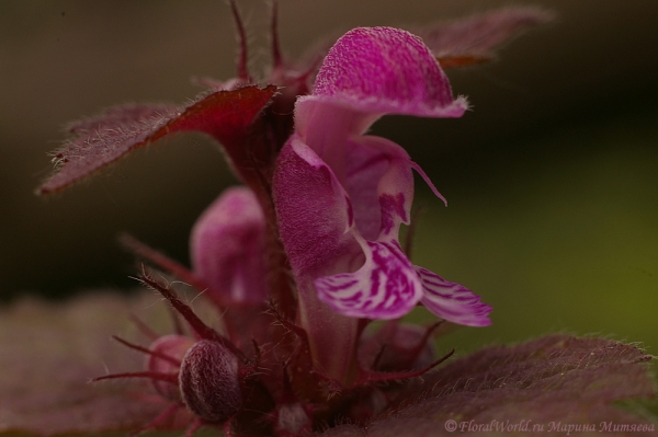 Яснотка пятнистая (Lamium maculatum)
Ключевые слова: Яснотка пятнистая Lamium maculatum фото