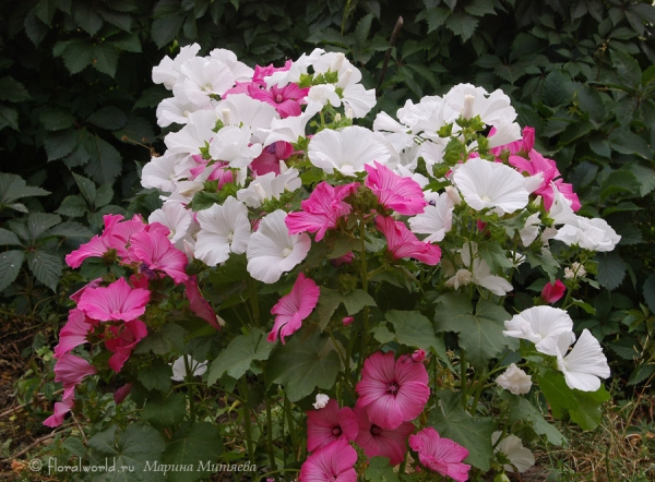 Лаватера трёхмесячная (Lavatera trimestris)
Вот такой вот кустик нежных цветов лаватеры трехмесячной, из семейства мальвовых (Malvaceae). 
Ключевые слова: Лаватера трёхмесячная Lavatera trimestris фото