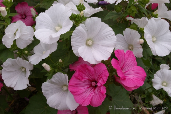 Лаватера трёхмесячная (Lavatera trimestris)
Род лаватера, еще называют Хатьма. 
Ключевые слова: Лаватера трёхмесячная Lavatera trimestris фото