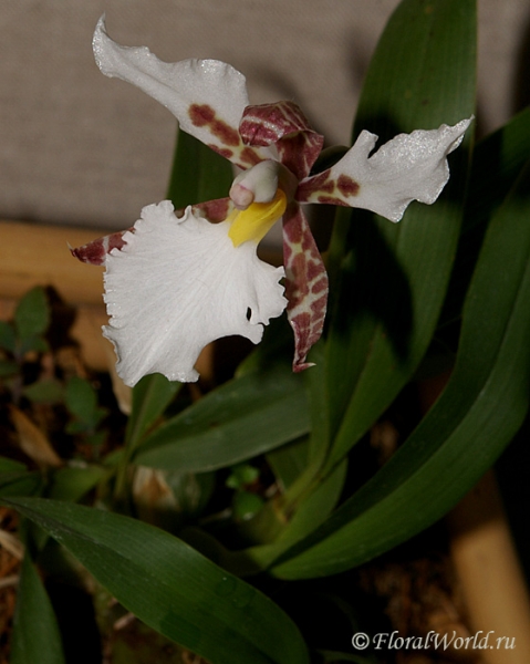 Lemboglossum rosii
Коллекционер Ирина Шишмакова
Ключевые слова: Lemboglossum rosii фото