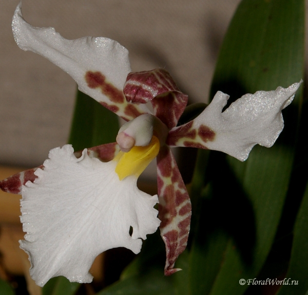 Lemboglossum rosii
Коллекционер Ирина Шишмакова
Ключевые слова: Lemboglossum rosii фото