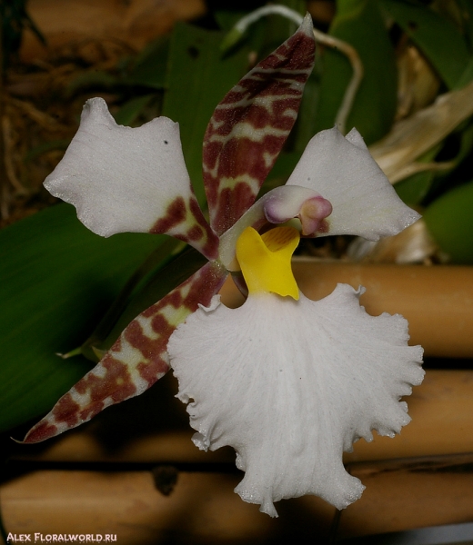 Lemboglossum rossii
Коллекционер Ирина Шишмакова
Ключевые слова: Lemboglossum rossii