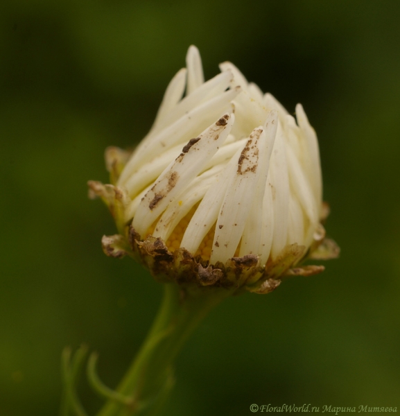 Нивяник обыкновенный - Leucanthemum vulgare
Ключевые слова: Нивяник обыкновенный - Leucanthemum vulgare