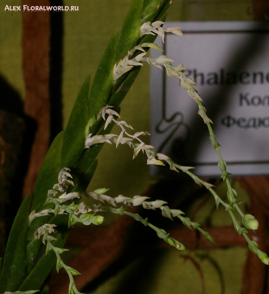 Lochartia oersteddii
Коллекционер Беликов Всеволод.
Ключевые слова: Lochartia oersteddii