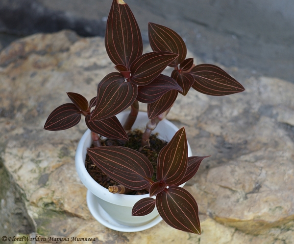 Лудизия (Гемария) разноцветная - Ludisia (Haemaria) discolor
Ключевые слова: Гемария разноцветная Haemaria discolor