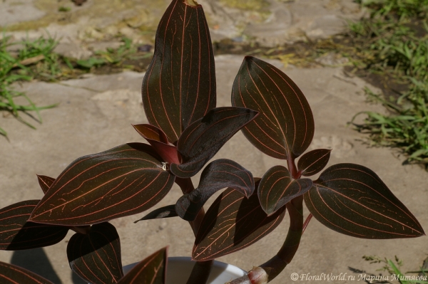 Лудизия (Гемария) разноцветная - Ludisia (Haemaria) discolor
Ключевые слова:  Гемария разноцветная Haemaria discolor