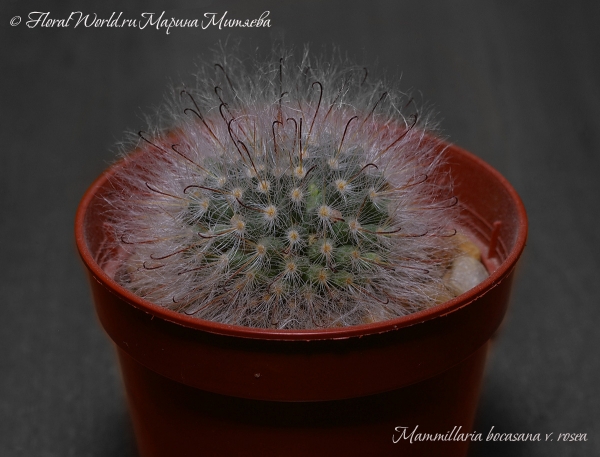  Mammillaria bocasana v. rosea 
Ключевые слова: Mammillaria bocasana v. rosea