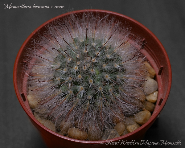  Mammillaria bocasana v. rosea 
Ключевые слова: Mammillaria bocasana v. rosea