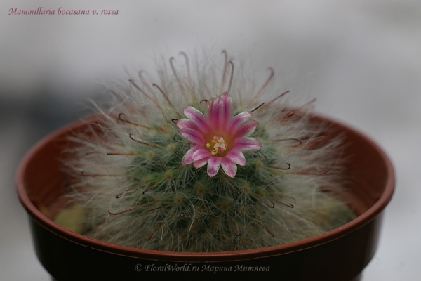 Mammillaria bocasana v. rosea
Ключевые слова: Mammillaria bocasana v. rosea