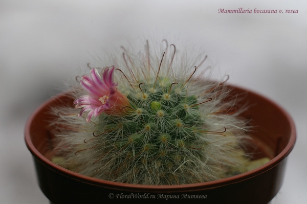 Mammillaria bocasana v. rosea
Ключевые слова: Mammillaria bocasana v. rosea