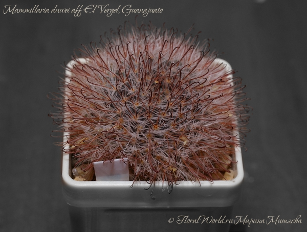  Mammillaria duwei aff El Vergel, Guanajuato 
Ключевые слова: Mammillaria duwei aff El Vergel, Guanajuato