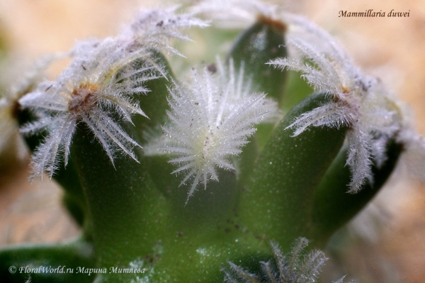 Mammillaria duwei
Колючки
Ключевые слова: Mammillaria duwei