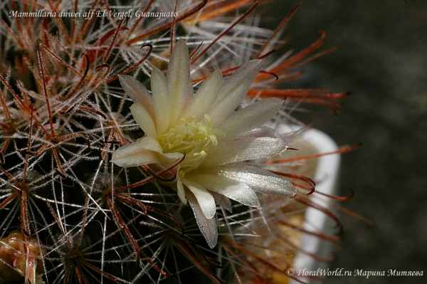 Mammillaria duwei
Ключевые слова: Mammillaria duwei