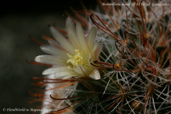 Mammillaria duwei
Ключевые слова: Mammillaria duwei