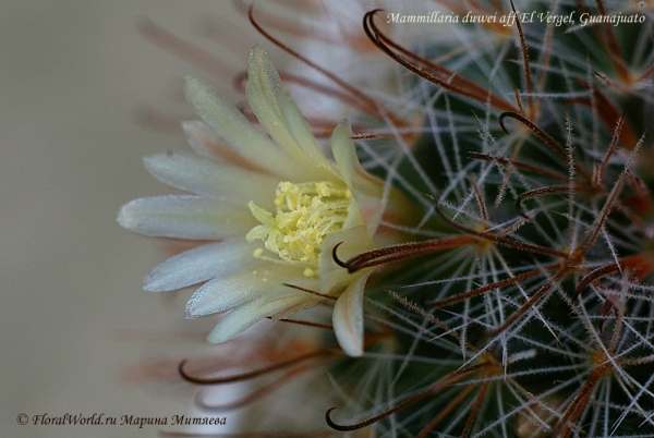 Mammillaria duwei
Ключевые слова: Mammillaria duwei