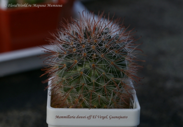 Mammillaria duwei
Ключевые слова: Mammillaria duwei