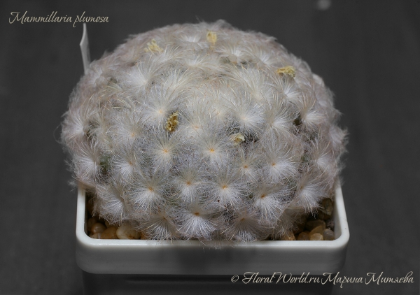 Mammillaria plumosa
Ключевые слова: Mammillaria plumosa