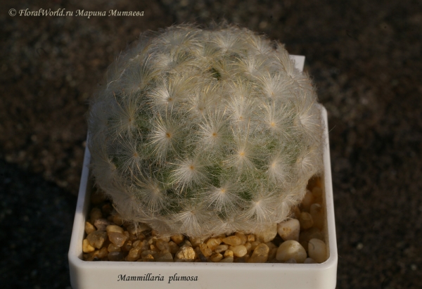 Mammillaria plumosa
Ключевые слова: Mammillaria plumosa