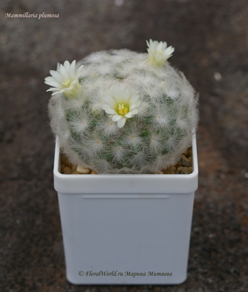 Mammillaria plumosa
Ключевые слова: Mammillaria plumosa