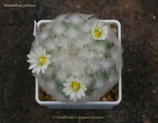 Mammillaria plumosa
Ключевые слова: Mammillaria plumosa