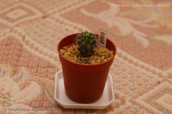 Mammillaria   zeilmanniana v. albiflora
Ключевые слова: Mammillaria zeilmanniana v. albiflora