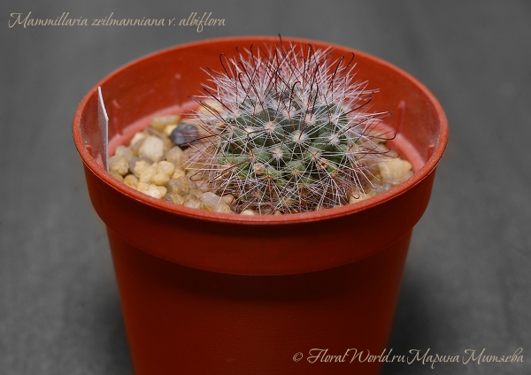 Mammillaria zeilmanniana v. albiflora
Ключевые слова: Mammillaria zeilmanniana v. albiflora