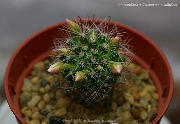 Mammillaria zeilmanniana v. albiflora
Ключевые слова: Mammillaria zeilmanniana v. albiflora