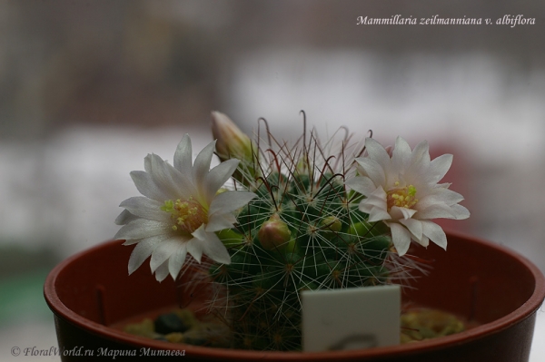 Mammillaria zeilmanniana v. albiflora
Ключевые слова: Mammillaria zeilmanniana v. albiflora