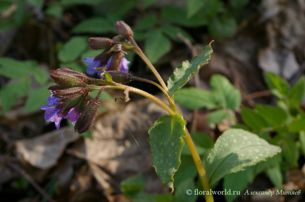 Медуница лекарственная (Pulmonaria officinalis)
Ключевые слова: Медуница лекарственная Pulmonaria officinalis