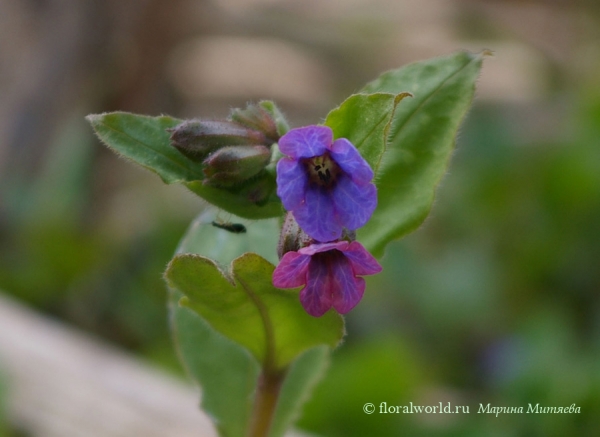 Медуница лекарственная (Pulmonaria officinalis)
Медуница лекарственная (Pulmonaria officinalis) в начале цветения цветки розовые,  затем становятся фиолетовыми.
Ключевые слова: Медуница лекарственная Pulmonaria officinalis весна